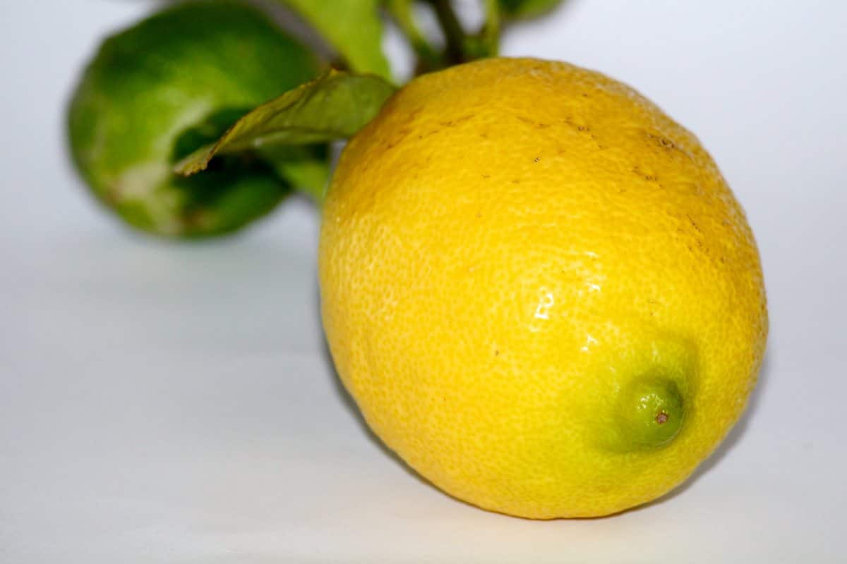 Vous voulez tout savoir sur le citron de Menton et l&rsquo;éco vallée ?