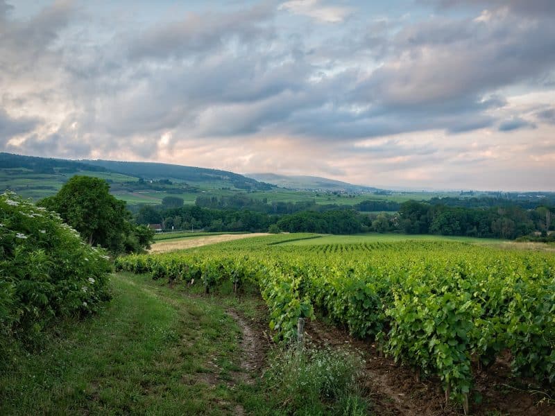 vineyard-geb6870b4b_1920